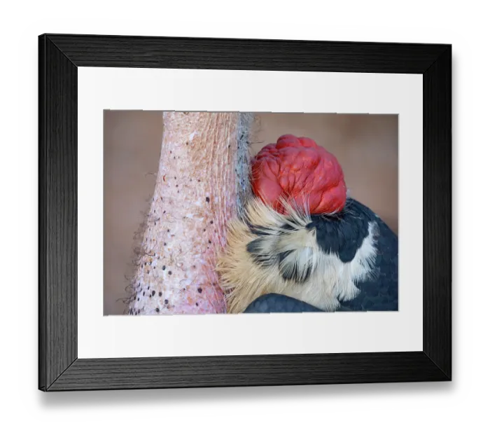 Framed Print : Marabou stork (Leptoptilos crumenifer) nech and gular pouch detail, Lake Victoria, Uganda