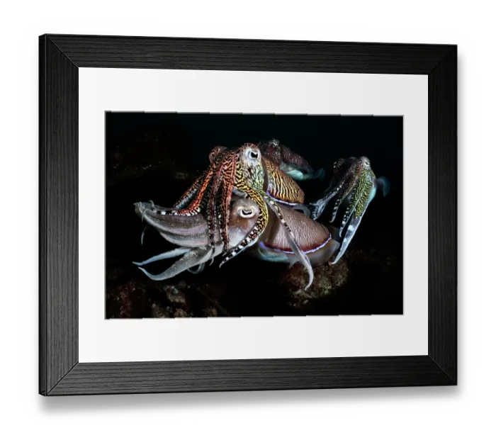 Framed Print : Group of Pharoah cuttlefish (Acanthosepion pharaonis) males, competing for females during the reproductive season, Kagoshima Prefecture, Japan, Pacific Ocean Framed Print : Group of Pharoah cuttlefish (Acanthosepion pharaonis) males, competing for females during the reproductive season, Kagoshima Prefecture, Japan, Pacific Ocean