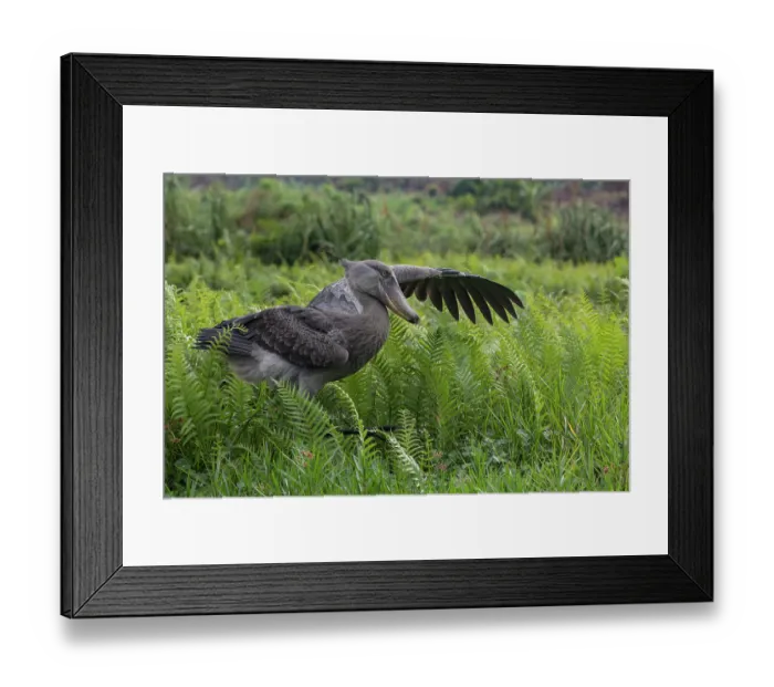 Framed Print : Shoebill (Balaeniceps rex) walking through swamp, stretching one wing, Mabamba swamp, Uganda Framed Print : Shoebill (Balaeniceps rex) walking through swamp, stretching one wing, Mabamba swamp, Uganda
