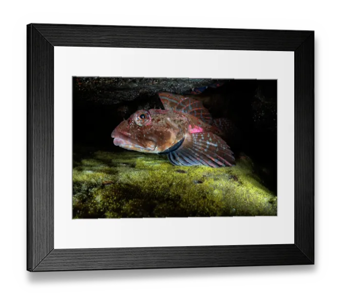 Framed Print : Elkhorn sculpin (Alcichthys elongatus) male, watching over a carpet of bright yellow eggs hidden among rocks, Hokkaido, Japan, Pacific Ocean Framed Print : Elkhorn sculpin (Alcichthys elongatus) male, watching over a carpet of bright yellow eggs hidden among rocks, Hokkaido, Japan, Pacific Ocean