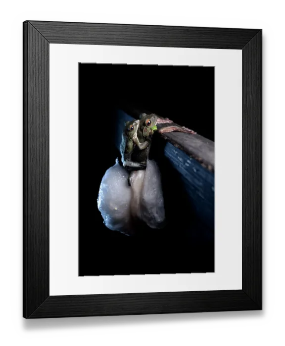 Framed Print : Forest green tree frogs (Zhangixalus arboreus) pair, spawning, Yamanashi Prefecture, Japan Framed Print : Forest green tree frogs (Zhangixalus arboreus) pair, spawning, Yamanashi Prefecture, Japan