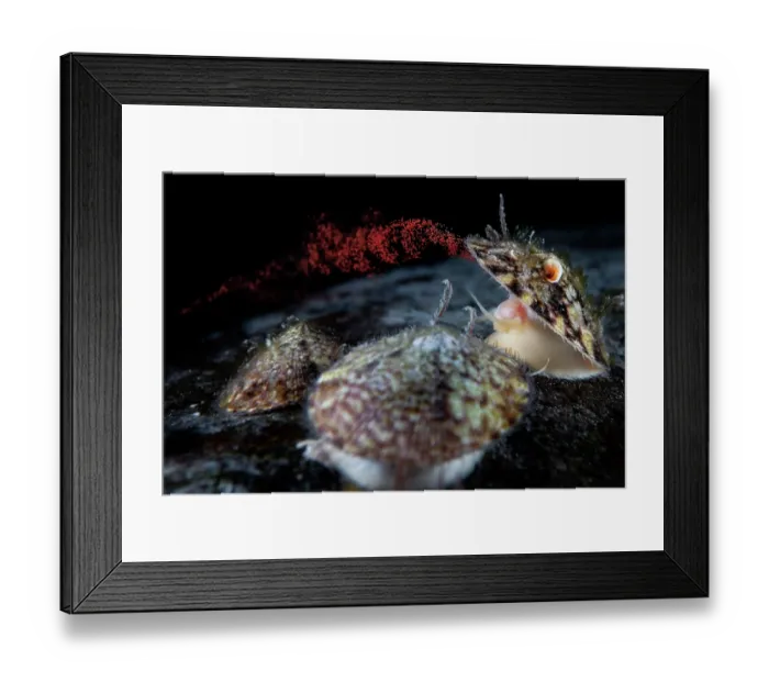 Framed Print : Limpet (Lottia emydia) female, engaged in broadcast spawning, sending out a stream of red-orange eggs. The limpets in the foreground are likely males Framed Print : Limpet (Lottia emydia) female, engaged in broadcast spawning, sending out a stream of red-orange eggs. The limpets in the foreground are likely males