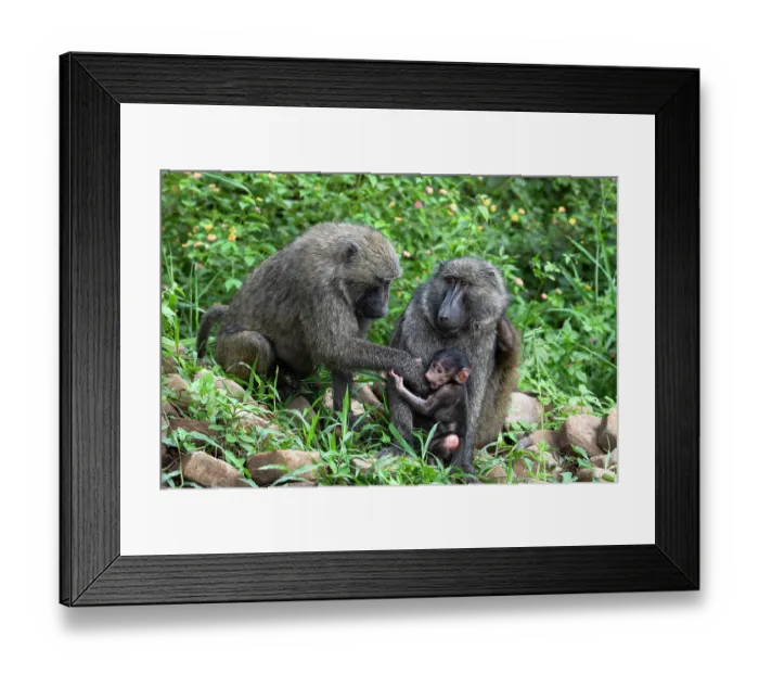 Framed Print : Olive baboon (Papio anubis) pair, playing with infant, Uganda Framed Print : Olive baboon (Papio anubis) pair, playing with infant, Uganda