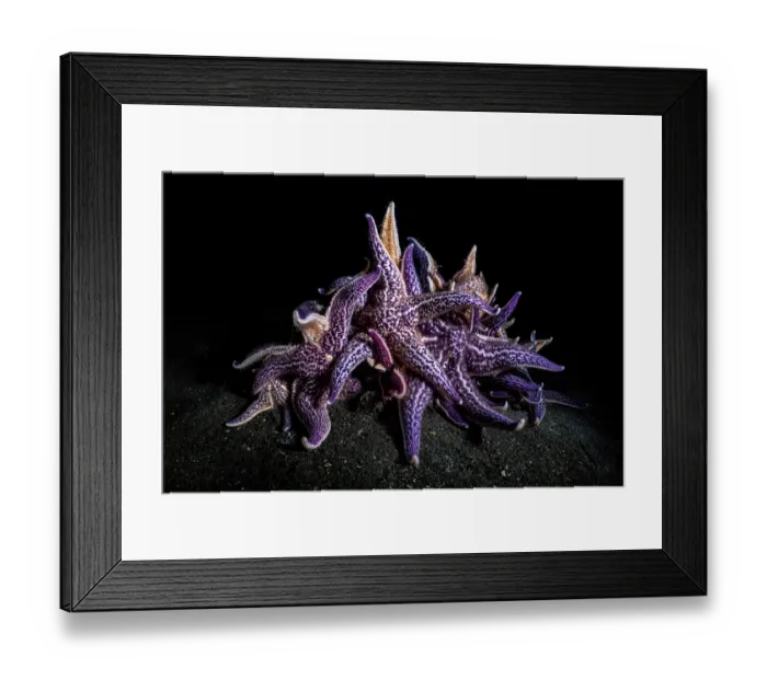 Framed Print : Group of Northern Pacific seastars (Asterias amurensis) scavenging on the seabed, Hokkaido, Japan, Pacific Ocean Framed Print : Group of Northern Pacific seastars (Asterias amurensis) scavenging on the seabed, Hokkaido, Japan, Pacific Ocean