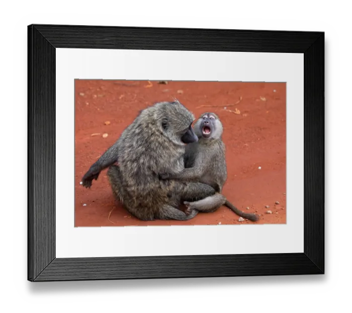 Framed Print : RF - Olive baboon (Papio anubis) sitting on ground with infant, Uganda. (This image may be licensed either as rights managed or royalty free.) Framed Print : RF - Olive baboon (Papio anubis) sitting on ground with infant, Uganda. (This image may be licensed either as rights managed or royalty free.)