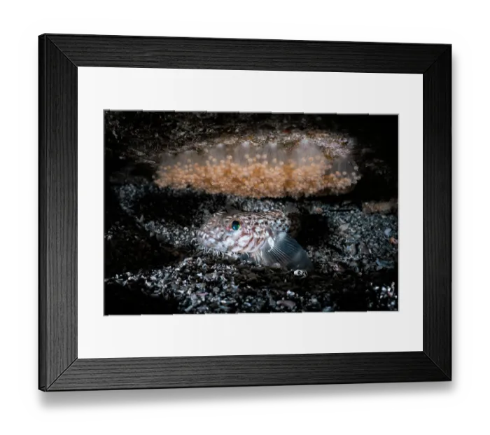 Framed Print : Hairchin goby (Sagamia geneionema) male, guarding a clutch of developing eggs, Kanagawa Prefecture, Japan, Pacific Ocean Framed Print : Hairchin goby (Sagamia geneionema) male, guarding a clutch of developing eggs, Kanagawa Prefecture, Japan, Pacific Ocean