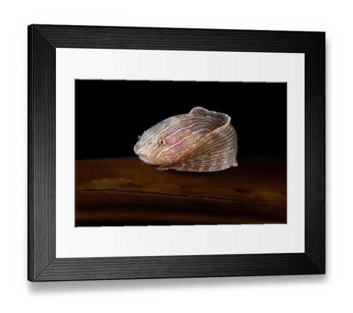 Framed Print : Agassiz's snailfish (Liparis agassizii) juvenile, resting on the stalk of Wakame kelp (Undaria pinnatifida), Hokkaido, Japan, Pacific Ocean Framed Print : Agassiz's snailfish (Liparis agassizii) juvenile, resting on the stalk of Wakame kelp (Undaria pinnatifida), Hokkaido, Japan, Pacific Ocean