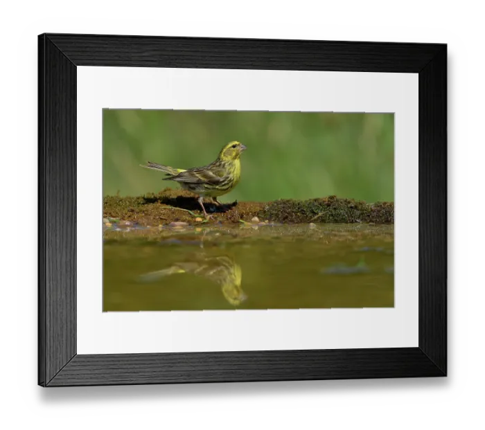 Framed Print : European serin (Serinus serinus) perched at water's edge, Navarre, Spain. June Framed Print : European serin (Serinus serinus) perched at water's edge, Navarre, Spain. June