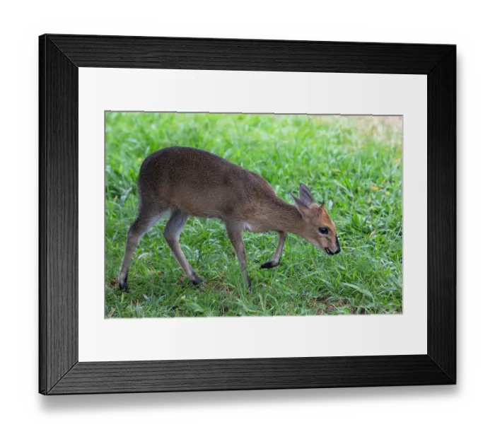 Framed Print : Common duiker (Sylvicapra grimmia) grazing on grass, Uganda Framed Print : Common duiker (Sylvicapra grimmia) grazing on grass, Uganda