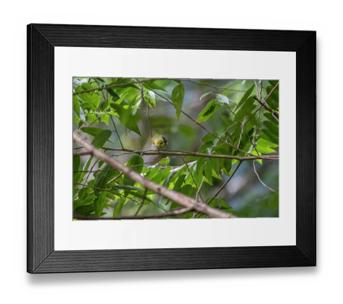 Framed Print : Silvereye (Zosterops lateralis) perched on branch in the Colo-i-Suva Rainforest Park, a protected area near the capital city of Suva, Viti Levu, Fiji Framed Print : Silvereye (Zosterops lateralis) perched on branch in the Colo-i-Suva Rainforest Park, a protected area near the capital city of Suva, Viti Levu, Fiji