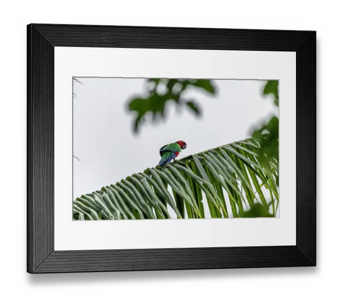 Framed Print : Crimson shining-parrot (Prosopeia splendens) perched on a palm tree leaf, near Vunisea, Kadavu Island, Fiji Framed Print : Crimson shining-parrot (Prosopeia splendens) perched on a palm tree leaf, near Vunisea, Kadavu Island, Fiji