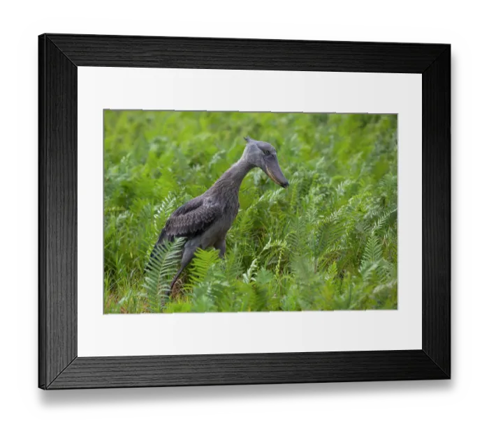 Framed Print : RF - Shoebill (Balaeniceps rex) walking through swamp, Mabamba swamp, Uganda. (This image may be licensed either as rights managed or royalty free.) Framed Print : RF - Shoebill (Balaeniceps rex) walking through swamp, Mabamba swamp, Uganda. (This image may be licensed either as rights managed or royalty free.)