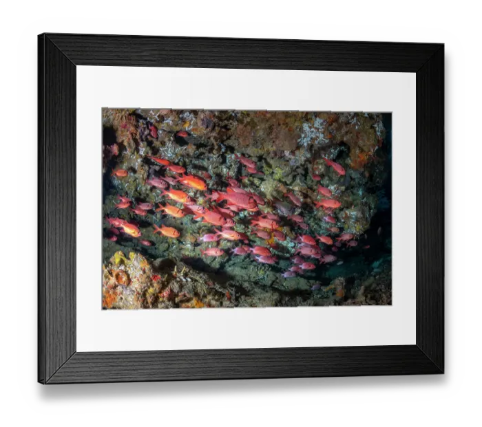 Framed Print : Bigscale soldierfish (Myripristis berndti) shoal, swimming over reef, Rainbow Reef, Somosomo Strait, Fiji, South Pacific Ocean Framed Print : Bigscale soldierfish (Myripristis berndti) shoal, swimming over reef, Rainbow Reef, Somosomo Strait, Fiji, South Pacific Ocean