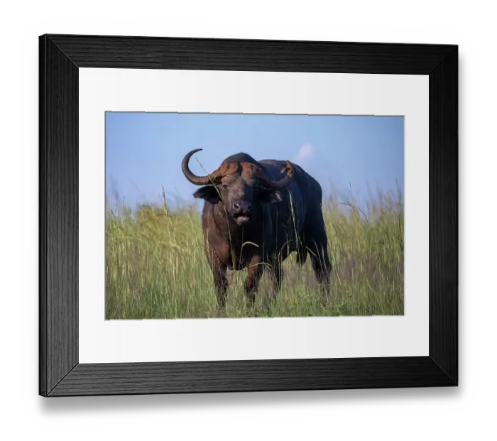 Framed Print : Cape buffalo (Syncerus caffer caffer) portrait, Murchison Falls National Park, Uganda Framed Print : Cape buffalo (Syncerus caffer caffer) portrait, Murchison Falls National Park, Uganda