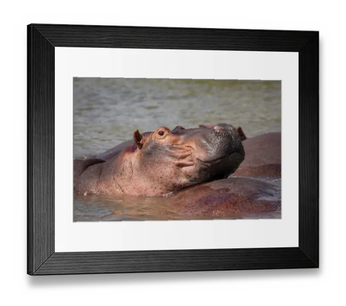 Framed Print : RF - Hippopotamus (Hippopotamus amphibius) wallowing in river, resting head on back of another Hippo, Nile River, Murchison Falls National Park, Uganda Framed Print : RF - Hippopotamus (Hippopotamus amphibius) wallowing in river, resting head on back of another Hippo, Nile River, Murchison Falls National Park, Uganda