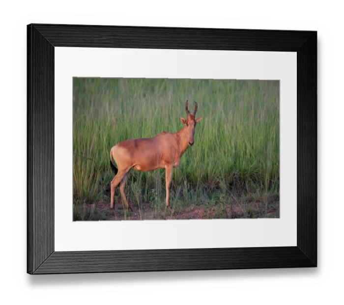Framed Print : Jackson's hartebeest (Alcelaphus buselaphus lelwel) walking among long grass, Murchison Falls National Park, Uganda Framed Print : Jackson's hartebeest (Alcelaphus buselaphus lelwel) walking among long grass, Murchison Falls National Park, Uganda