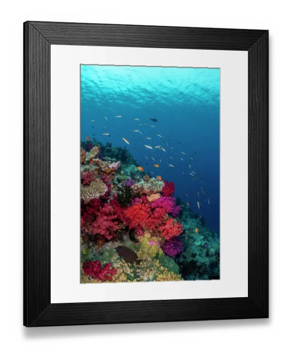 Framed Print : Small reef fish swimming over colorful soft and hard corals at the beginning of the White Wall dive site, Rainbow Reef, Fiji, Somosomo Strait, South Pacific Ocean Framed Print : Small reef fish swimming over colorful soft and hard corals at the beginning of the White Wall dive site, Rainbow Reef, Fiji, Somosomo Strait, South Pacific Ocean