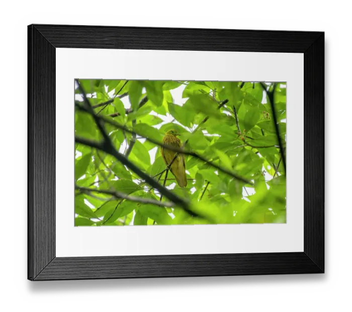 Framed Print : Golden dove (Ptilinopus luteovirens) male, perched on branch in the Colo-i-Suva Rainforest Park, a protected area near the capital city of Suva, Viti Levu, Fiji Framed Print : Golden dove (Ptilinopus luteovirens) male, perched on branch in the Colo-i-Suva Rainforest Park, a protected area near the capital city of Suva, Viti Levu, Fiji