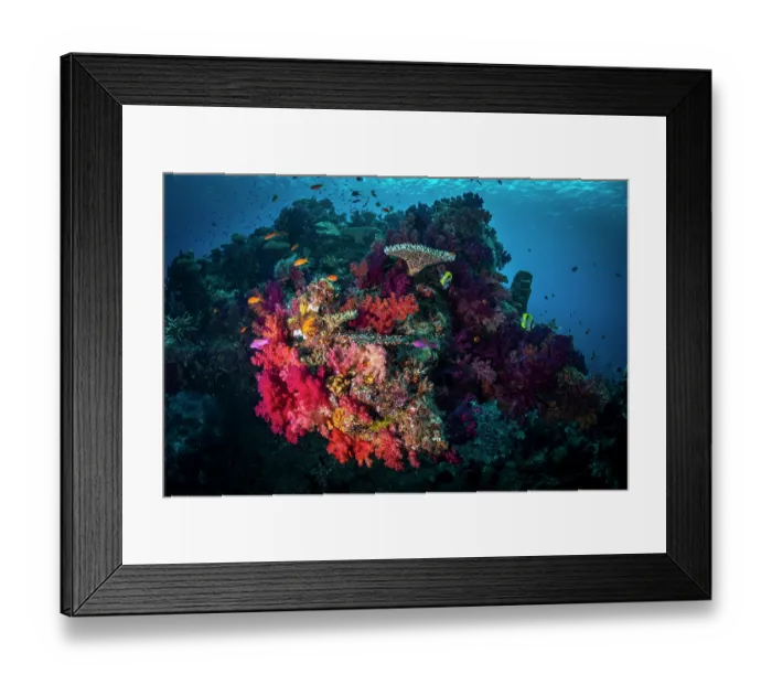 Framed Print : Colorful soft and hard corals at the beginning of the White Wall dive site, Rainbow Reef, Fiji, Somosomo Strait, South Pacific Ocean Framed Print : Colorful soft and hard corals at the beginning of the White Wall dive site, Rainbow Reef, Fiji, Somosomo Strait, South Pacific Ocean