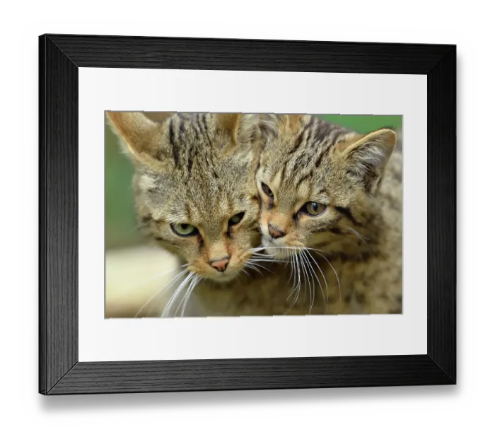 Framed Print : Scottish wildcats (Felis silvestris grampia) female and kitten, portrait Framed Print : Scottish wildcats (Felis silvestris grampia) female and kitten, portrait