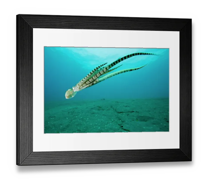 Framed Print : Mimic octopus (Thaumoctopus mimicus) swimming down to seabed, Bethelem III, Minahasa Lagoon, Manado, Sulawesi, Indonesia, Pacific Ocean Framed Print : Mimic octopus (Thaumoctopus mimicus) swimming down to seabed, Bethelem III, Minahasa Lagoon, Manado, Sulawesi, Indonesia, Pacific Ocean