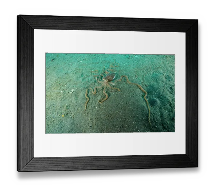 Framed Print : Mimic octopus (Thaumoctopus mimicus) burying itself in sand, Bethelem III, Minahasa Lagoon, Manado, Sulawesi, Indonesia, Pacific Ocean