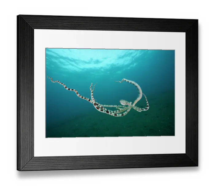 Framed Print : Mimic octopus (Thaumoctopus mimicus) swimming midwater, Bethelem III, Minahasa Lagoon, Manado, Sulawesi, Indonesia, Pacific Ocean Framed Print : Mimic octopus (Thaumoctopus mimicus) swimming midwater, Bethelem III, Minahasa Lagoon, Manado, Sulawesi, Indonesia, Pacific Ocean
