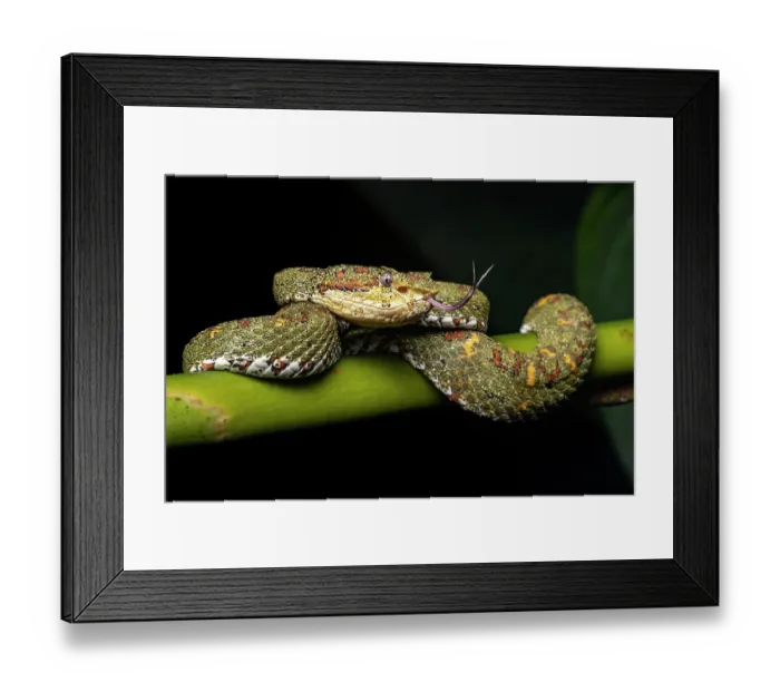 Framed Print : RF - Central American eyelash palm-pitviper (Bothriechis nigroadspersus) coiled up on a banana plant with tongue out, Osa Peninsula, Costa Rica