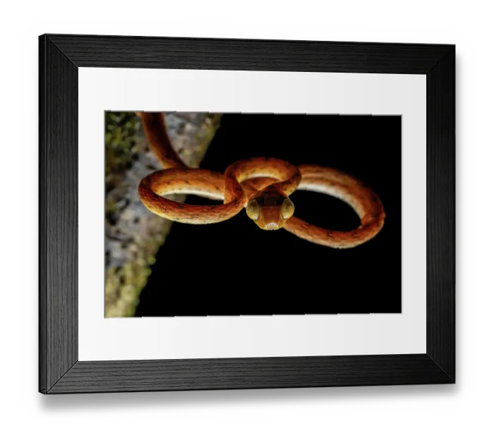 Framed Print : RF - Western treesnake (Imantodes inornatus) hanging from branch at night, Limon, Costa Rica. (This image may be licensed either as rights managed or royalty free.) Framed Print : RF - Western treesnake (Imantodes inornatus) hanging from branch at night, Limon, Costa Rica. (This image may be licensed either as rights managed or royalty free.)