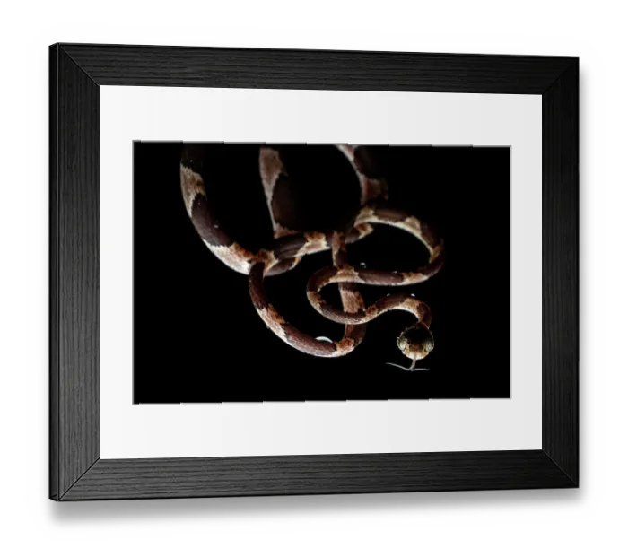 Framed Print : Blunt-headed treesnake (Imantodes cenchoa) hanging from tree at night, Osa Peninsula, Costa Rica Framed Print : Blunt-headed treesnake (Imantodes cenchoa) hanging from tree at night, Osa Peninsula, Costa Rica