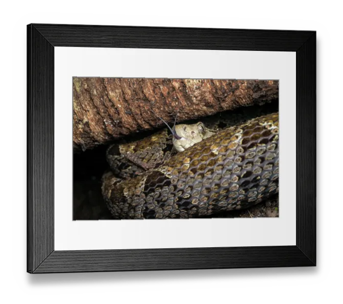 Framed Print : Fer de Lance (Bothrops asper) resting under a tree root with its tongue out, digesting a recent meal, Osa Peninsula, Costa Rica Framed Print : Fer de Lance (Bothrops asper) resting under a tree root with its tongue out, digesting a recent meal, Osa Peninsula, Costa Rica