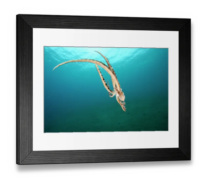 Framed Print : Mimic octopus (Thaumoctopus mimicus) swimming down to seabed, Bethelem III, Minahasa Lagoon, Manado, Sulawesi, Indonesia, Pacific Ocean Framed Print : Mimic octopus (Thaumoctopus mimicus) swimming down to seabed, Bethelem III, Minahasa Lagoon, Manado, Sulawesi, Indonesia, Pacific Ocean