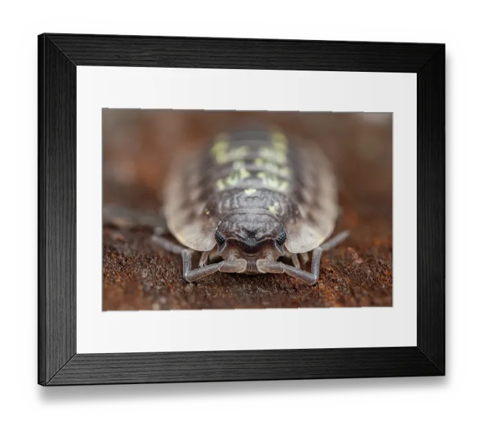 Framed Print : Common woodlouse (Onisculus asselus) portrait, Lucerne, Switzerland. October. Focus stacked image Framed Print : Common woodlouse (Onisculus asselus) portrait, Lucerne, Switzerland. October. Focus stacked image