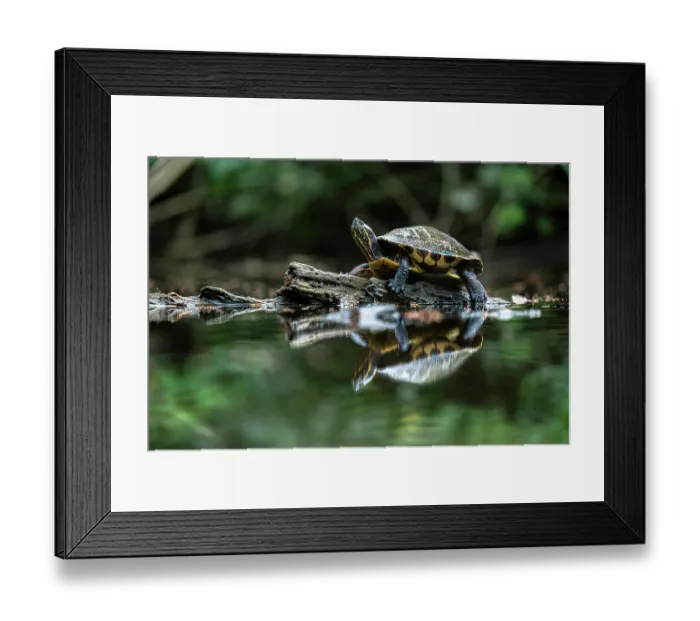 Framed Print : Meso-American slider (Trachemys venusta) resting on a log in a pond with reflection, Osa Peninsula, Costa Rica Framed Print : Meso-American slider (Trachemys venusta) resting on a log in a pond with reflection, Osa Peninsula, Costa Rica