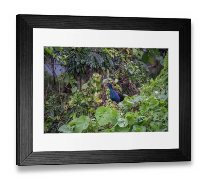 Framed Print : Australasian swamphen (Porphyrio melanotus) perched among vegetation, calling, Taveuni, Fiji Framed Print : Australasian swamphen (Porphyrio melanotus) perched among vegetation, calling, Taveuni, Fiji