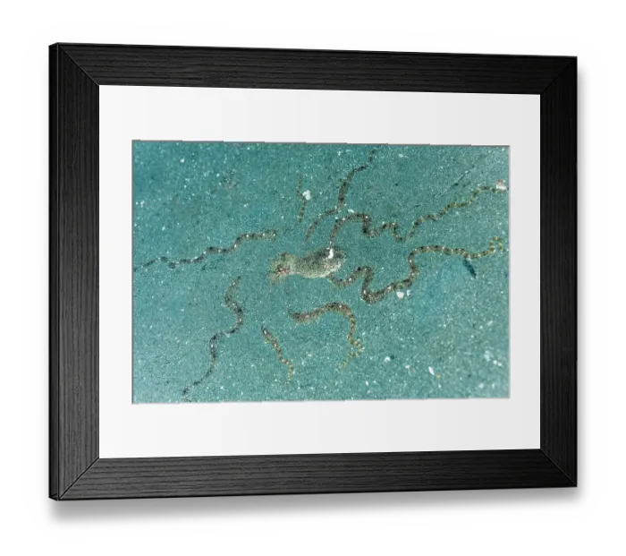 Framed Print : Mimic octopus (Thaumoctopus mimicus) burying itself in sand, Bethelem III, Minahasa Lagoon, Manado, Sulawesi, Indonesia, Pacific Ocean