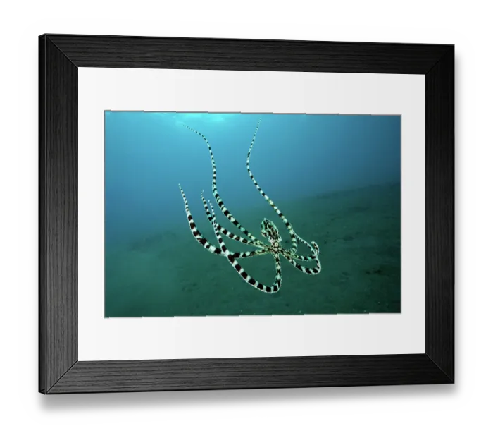 Framed Print : Mimic octopus (Thaumoctopus mimicus) swimming midwater, Bethelem III, Minahasa Lagoon, Manado, Sulawesi, Indonesia, Pacific Ocean Framed Print : Mimic octopus (Thaumoctopus mimicus) swimming midwater, Bethelem III, Minahasa Lagoon, Manado, Sulawesi, Indonesia, Pacific Ocean
