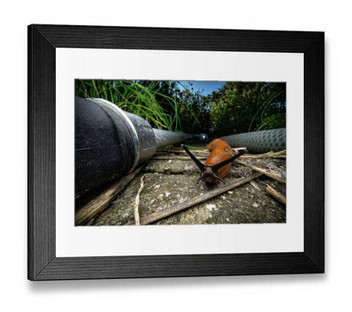 Framed Print : Spanish slug (Arion vulgaris) looking for food in a garden, Lucerne, Switzerland. September Framed Print : Spanish slug (Arion vulgaris) looking for food in a garden, Lucerne, Switzerland. September