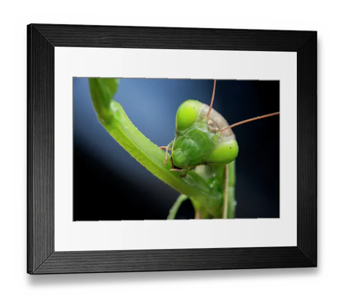 Framed Print : Praying mantis (Mantis religiosa) grooming, portrait, Valais, Switzerland. October Framed Print : Praying mantis (Mantis religiosa) grooming, portrait, Valais, Switzerland. October