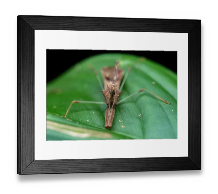 Framed Print : Assassin bug (Heza sp.) resting on a leaf, Tinamaste, Costa Rica Framed Print : Assassin bug (Heza sp.) resting on a leaf, Tinamaste, Costa Rica