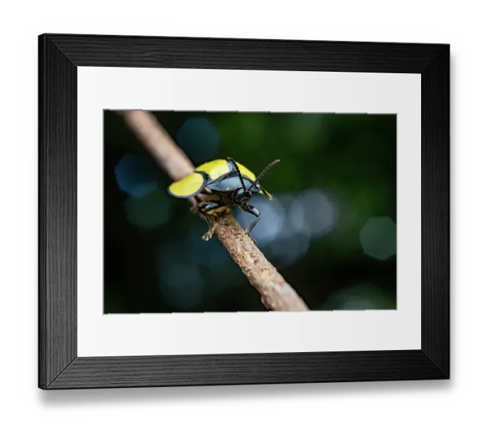 Framed Print : Leaf beetle (Omaspides bistriata) resting on a twig with a mite on its back, Tinamaste, Costa Rica Framed Print : Leaf beetle (Omaspides bistriata) resting on a twig with a mite on its back, Tinamaste, Costa Rica