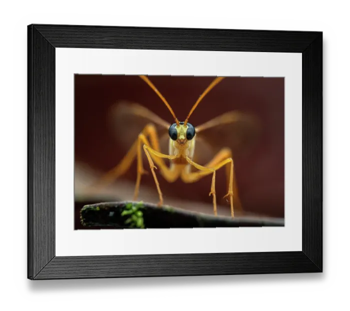 Framed Print : Ichneumonidae wasp (Enicospilus sp.) portrait, Tinamaste, Costa Rica. Focus stacked image Framed Print : Ichneumonidae wasp (Enicospilus sp.) portrait, Tinamaste, Costa Rica. Focus stacked image