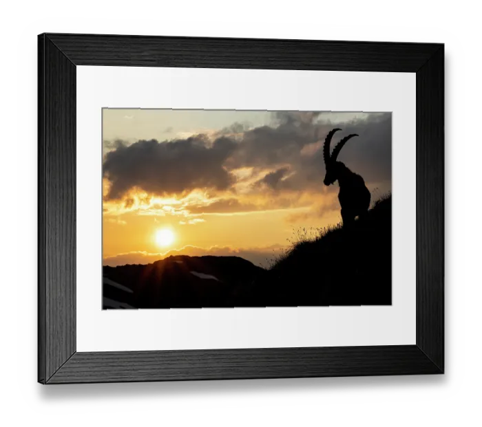 Framed Print : Ibex (Capra ibex) male, standing on mountainside, silhouetted at sunset, Lucerne, Switzerland. June Framed Print : Ibex (Capra ibex) male, standing on mountainside, silhouetted at sunset, Lucerne, Switzerland. June