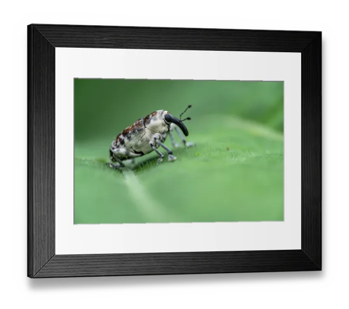 Framed Print : Weevil (Peridinetus ecuadoricus) resting on a leaf, Limon, Costa Rica