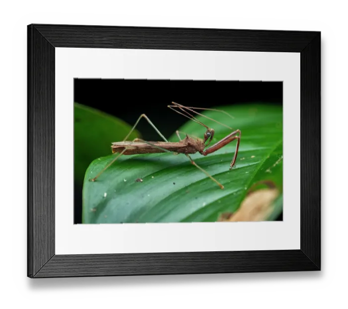 Framed Print : Assassin bug (Heza sp.) resting on a leaf, Tinamaste, Costa Rica Framed Print : Assassin bug (Heza sp.) resting on a leaf, Tinamaste, Costa Rica