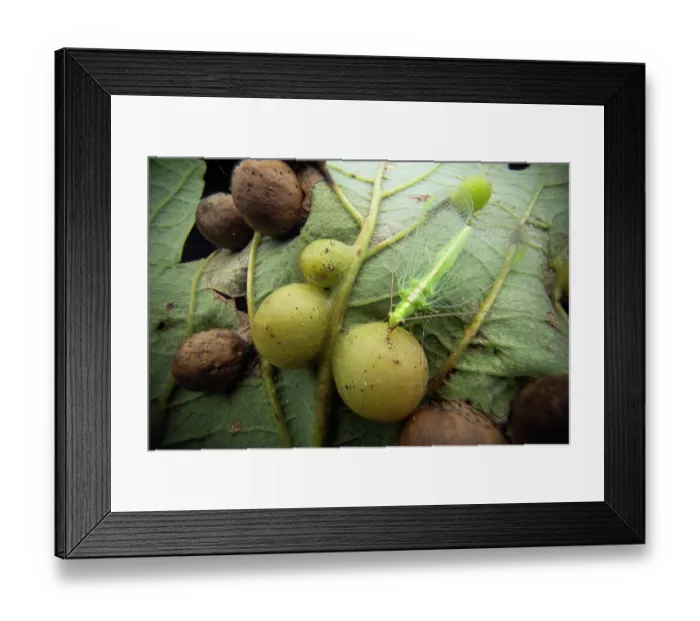 Framed Print : Lacewing (Chrysoperla carnea) resting on underside of leaf, Lucerne, Switzerland. October