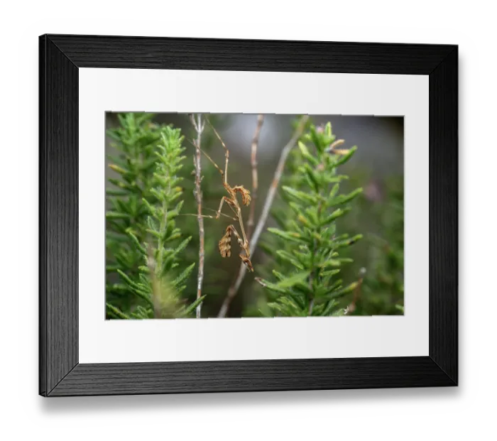 Framed Print : RF - Conehead mantis (Empusa pennata) resting on a plant stem, camouflaged, Mlini, Croatia. September. (This image may be licensed either as rights managed or royalty free.) Framed Print : RF - Conehead mantis (Empusa pennata) resting on a plant stem, camouflaged, Mlini, Croatia. September. (This image may be licensed either as rights managed or royalty free.)