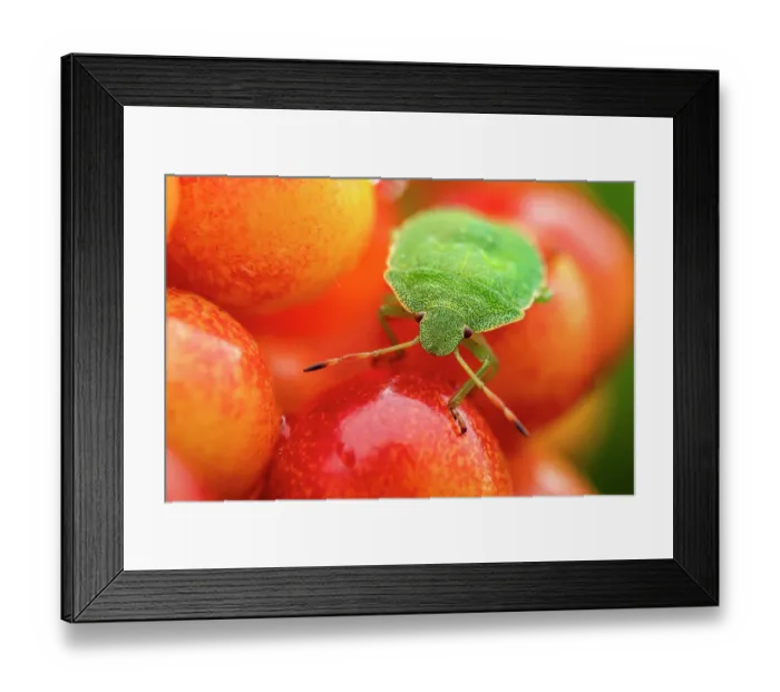 Framed Print : Shield bug (Palomena prasina) 4th instar nymph, portrait, Lucerne, Switzerland. August Framed Print : Shield bug (Palomena prasina) 4th instar nymph, portrait, Lucerne, Switzerland. August