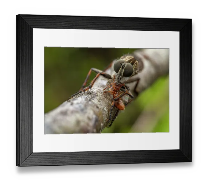 Framed Print : Robberfly (Asilidae) feeding on Ant (Myrmica sp.) prey, Lucerne, Switzerland. August Framed Print : Robberfly (Asilidae) feeding on Ant (Myrmica sp.) prey, Lucerne, Switzerland. August