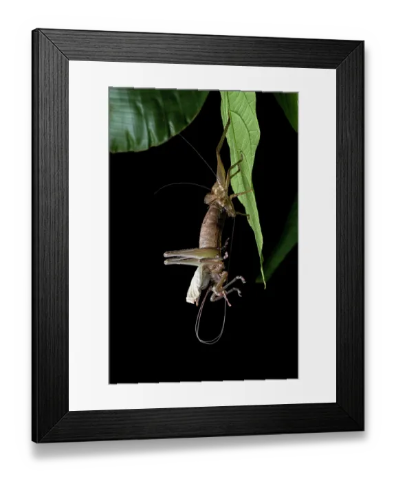 Framed Print : RF - Katydid (Idiarthron sp.) moulting, Limon, Costa Rica. (This image may be licensed either as rights managed or royalty free.)